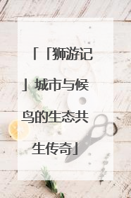 「狮游记」城市与候鸟的生态共生传奇