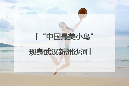 “中国最美小鸟”现身武汉新洲沙河