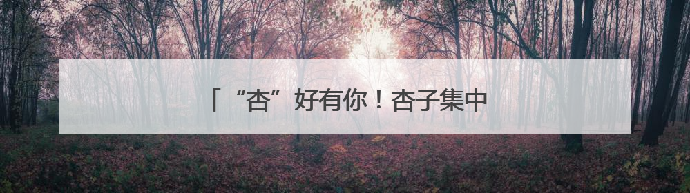 “杏”好有你！杏子集中登鹭，价格低于去年同期