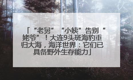 “老舅”“小姨”告别“姥爷”！大连9头斑海豹重归大海，海洋世界：它们已具备野外生存能力