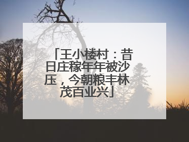 王小楼村：昔日庄稼年年被沙压，今朝粮丰林茂百业兴