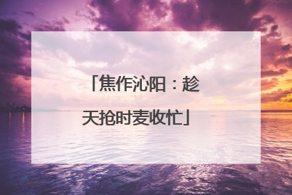 焦作沁阳：趁天抢时麦收忙