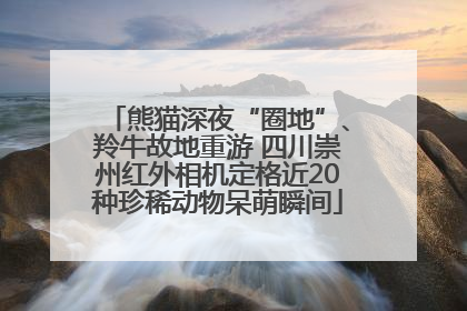 熊猫深夜“圈地”、羚牛故地重游 四川崇州红外相机定格近20种珍稀动物呆萌瞬间