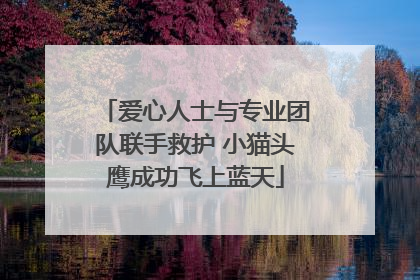 爱心人士与专业团队联手救护 小猫头鹰成功飞上蓝天