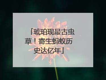 琥珀现最古虫草！寄生蚂蚁历史达亿年