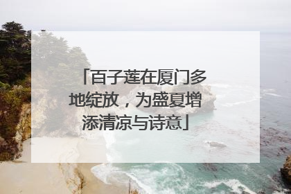百子莲在厦门多地绽放，为盛夏增添清凉与诗意