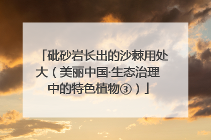 砒砂岩长出的沙棘用处大（美丽中国·生态治理中的特色植物③）