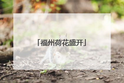 福州荷花盛开