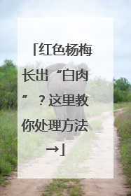 红色杨梅长出“白肉”？这里教你处理方法→