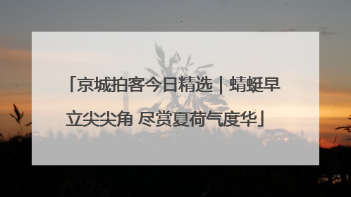 京城拍客今日精选｜蜻蜓早立尖尖角 尽赏夏荷气度华