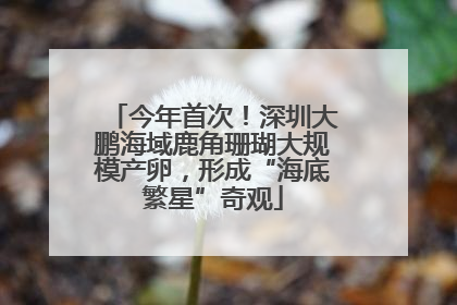 今年首次！深圳大鹏海域鹿角珊瑚大规模产卵，形成“海底繁星”奇观