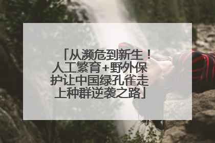 从濒危到新生！人工繁育+野外保护让中国绿孔雀走上种群逆袭之路