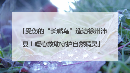 受伤的“长嘴鸟”造访徐州沛县！暖心救助守护自然精灵