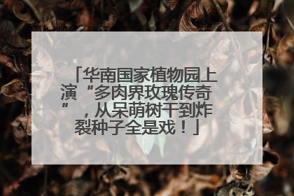 华南国家植物园上演“多肉界玫瑰传奇”，从呆萌树干到炸裂种子全是戏！