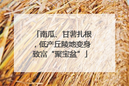 南瓜、甘薯扎根，低产丘陵地变身致富“聚宝盆”