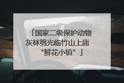 国家二级保护动物灰林鸮光临竹山上庸“鲜花小镇”
