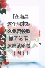 在南昌 这个周末怎么免费领取栀子花 看这篇就够啦（图）