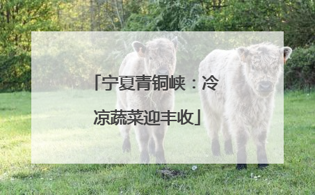 宁夏青铜峡：冷凉蔬菜迎丰收
