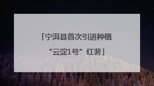宁洱县首次引进种植“云淀1号”红薯