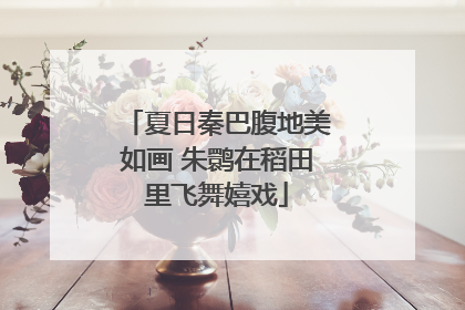 夏日秦巴腹地美如画 朱鹮在稻田里飞舞嬉戏