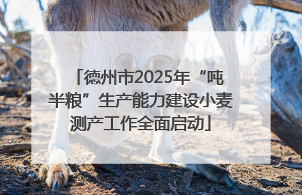 德州市2025年“吨半粮”生产能力建设小麦测产工作全面启动