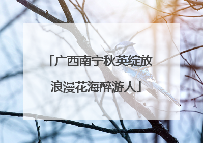 广西南宁秋英绽放 浪漫花海醉游人