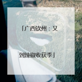 广西钦州：又到辣椒收获季