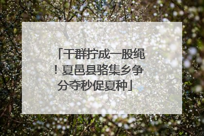干群拧成一股绳！夏邑县骆集乡争分夺秒促夏种