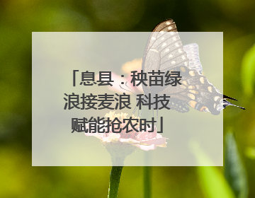息县：秧苗绿浪接麦浪 科技赋能抢农时