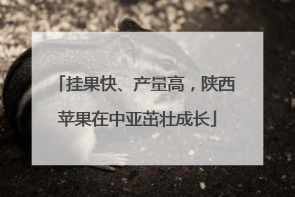 挂果快、产量高，陕西苹果在中亚茁壮成长