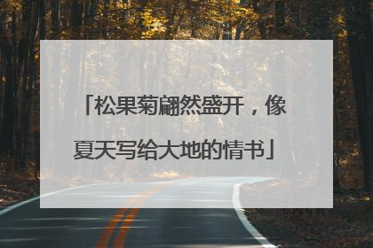 松果菊翩然盛开，像夏天写给大地的情书