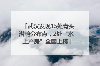 武汉发现15处青头潜鸭分布点，2处“水上产房”全国上榜