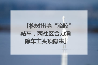 槐树出墙“滴胶”黏车，两社区合力消除车主头顶隐患
