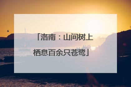 洛南：山间树上栖息百余只苍鹭
