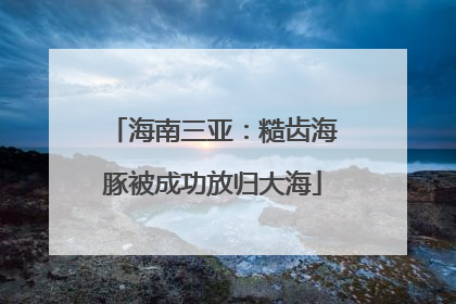 海南三亚：糙齿海豚被成功放归大海