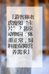 游客称老虎瘦如“卡片”？北京动物园：体重正常，饲料能保障营养需求