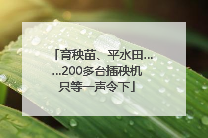 育秧苗、平水田……200多台插秧机只等一声令下