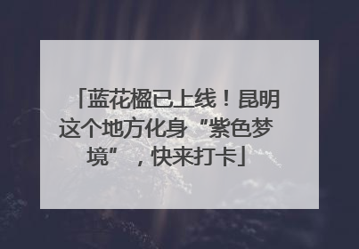 蓝花楹已上线！昆明这个地方化身“紫色梦境”，快来打卡
