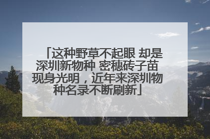 这种野草不起眼 却是深圳新物种 密穗砖子苗现身光明，近年来深圳物种名录不断刷新