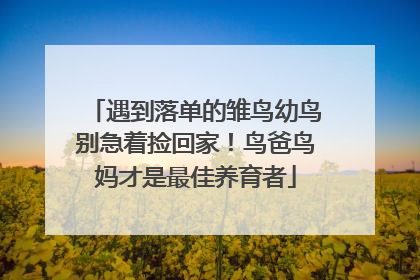 遇到落单的雏鸟幼鸟别急着捡回家！鸟爸鸟妈才是最佳养育者