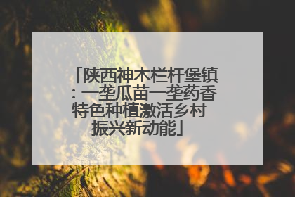 陕西神木栏杆堡镇：一垄瓜苗一垄药香 特色种植激活乡村振兴新动能