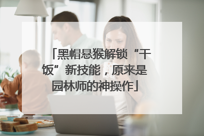 黑帽悬猴解锁“干饭”新技能，原来是园林师的神操作