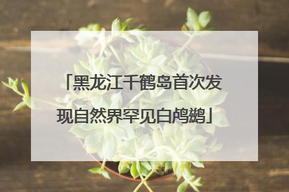 黑龙江千鹤岛首次发现自然界罕见白鸬鹚