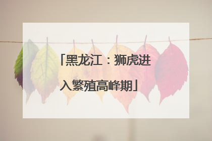 黑龙江：狮虎进入繁殖高峰期
