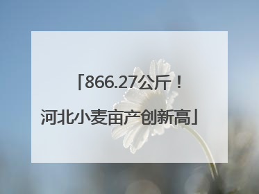 866.27公斤！河北小麦亩产创新高